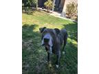 Adopt Annie a Gray/Silver/Salt & Pepper - with White American Pit Bull Terrier /
