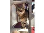 Adopt EMILY a Domestic Shorthair / Mixed (short coat) cat in Hartville