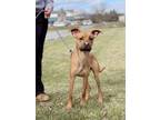Adopt Wiggles a Mixed Breed