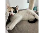 Adopt Molly (fka Juniper) a Calico or Dilute Calico Domestic Shorthair / Mixed