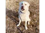 Adopt Damsel in Distress a White - with Tan, Yellow or Fawn Great Pyrenees /