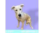 Adopt Square a White - with Tan, Yellow or Fawn Labrador Retriever / Mixed dog