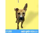 Adopt Goddard a Tan/Yellow/Fawn Shepherd (Unknown Type) / Mixed dog in