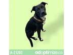 Adopt Romeo a Black Labrador Retriever / Mixed dog in Tuscaloosa, AL (39022687)