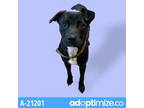 Adopt Big Boy a Black Labrador Retriever / Mixed dog in Tuscaloosa