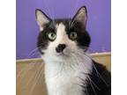 Adopt Stamp a White Domestic Mediumhair / Mixed cat in Mankato, MN (38770939)