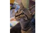 Adopt Twitch a Gray, Blue or Silver Tabby Domestic Shorthair (short coat) cat in