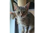 Adopt Stitch a Brown Tabby Domestic Shorthair (short coat) cat in Logan