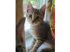 Adopt Poco a Brown Tabby Domestic Shorthair (short coat) cat in Logan
