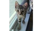 Adopt Buttons a Brown Tabby Domestic Shorthair (short coat) cat in Logan