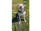 Adopt Ying 152 a Tan/Yellow/Fawn American Pit Bull Terrier / Mixed dog in