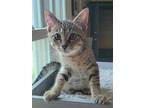 Adopt Benny a Brown Tabby Domestic Shorthair (short coat) cat in Logan