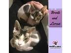 Adopt Bronte - no longer accepting applications a White Sphynx cat in Council