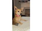 Adopt Rico a Tan/Yellow/Fawn Spitz (Unknown Type, Small) dog in Brewster