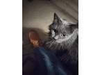 Adopt Fluffy a Gray or Blue Domestic Longhair / Mixed (long coat) cat in