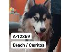 Adopt Echo a Black Siberian Husky / Mixed dog in Westminster, CA (39012812)