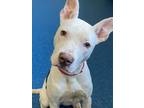 Adopt CHYNA a White American Pit Bull Terrier / Mixed dog in Baton Rouge