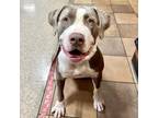 Adopt Kona a Gray/Silver/Salt & Pepper - with Black American Pit Bull Terrier /