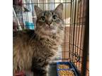 Adopt Cat-therine a Domestic Long Hair