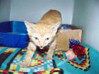 Adopt Harry a Orange or Red Domestic Shorthair / Domestic Shorthair / Mixed cat