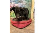 Adopt Symone a Black Jack Russell Terrier dog in Opelousas, LA (39015506)