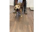 Adopt Sadie a Tan/Yellow/Fawn - with Black Hound (Unknown Type) dog in