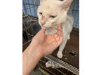 Adopt Cotton a White Domestic Shorthair / Domestic Shorthair / Mixed cat in