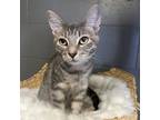 Adopt Sapphire - Costa Mesa Location a All Black Domestic Shorthair / Mixed cat
