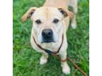 Adopt MC Lyte a Tan/Yellow/Fawn Labrador Retriever / Mixed dog in Huntsville