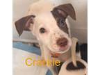 Adopt Crackle a White - with Tan, Yellow or Fawn Italian Greyhound / Jack