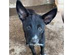 Adopt Tamila a Black Mixed Breed (Medium) / Mixed dog in Midland, TX (38770388)