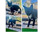 Adopt Purrito a Domestic Shorthair / Mixed (short coat) cat in Fayetteville