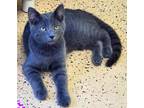Adopt Channing a Gray, Blue or Silver Tabby Domestic Shorthair (short coat) cat