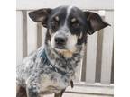 Adopt DINGO a Black Australian Cattle Dog / Terrier (Unknown Type