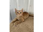 Adopt Kovu a Orange or Red Domestic Shorthair / Domestic Shorthair / Mixed cat