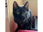 Adopt Summer a All Black Domestic Shorthair / Mixed cat in Los Angeles