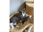 Adopt Snowcone a Gray or Blue (Mostly) Domestic Shorthair (short coat) cat in