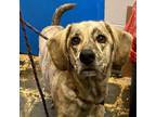 Adopt Monti (Pickles) a Brindle Mixed Breed (Medium) / Mixed dog in Huntsville