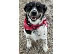 Adopt Patience a Cattle Dog, Mixed Breed