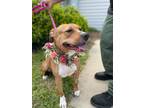 Adopt Fiat a Pit Bull Terrier