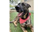 Adopt Bristow - VIP a Black German Shepherd Dog / Mixed dog in Arlington
