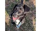 Adopt Cocoa Butter a Labrador Retriever, Basset Hound
