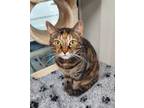 Adopt Sky a Brown or Chocolate Domestic Shorthair / Domestic Shorthair / Mixed