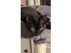 Adopt Milly a All Black Domestic Shorthair / Mixed (short coat) cat in St.
