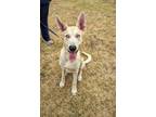 Adopt FALCOR a Tan/Yellow/Fawn Great Dane / German Shepherd Dog / Mixed dog in