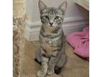 Adopt Spice - Costa Mesa Location a Gray or Blue Domestic Shorthair / Mixed cat