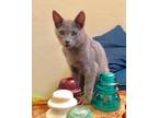 Adopt Wasabi a Domestic Shorthair / Mixed (short coat) cat in San Jacinto