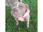 Adopt Lambchop a Tan/Yellow/Fawn American Staffordshire Terrier / Mixed dog in