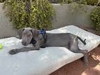 Adopt Blue a Gray/Blue/Silver/Salt & Pepper Weimaraner / Mixed dog in Phoenix