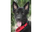 Adopt Lance von Langen a Black German Shepherd Dog / Mixed dog in Los Angeles